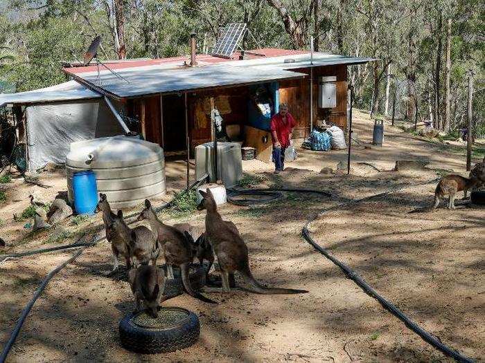 Kangaroos