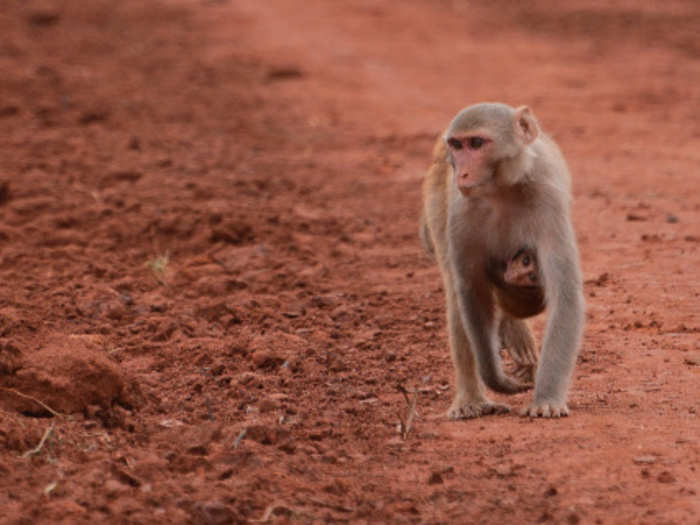 Langurs on the prowl