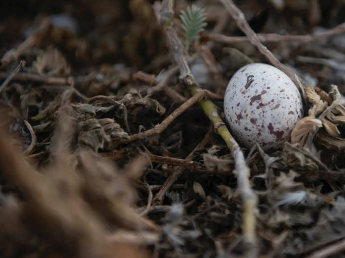 The project involves changing the habitat in ways that will attract breeding birds to Peale by making it a better environment for nesting. Brown notes that the variety of birds and their nesting habits is proving to be a challenge.