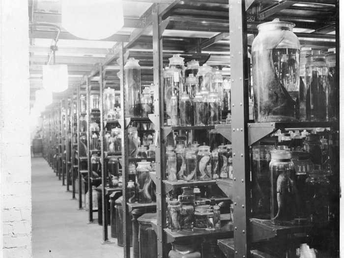 10. Photographs from the alcoholic specimen room at the National Museum.