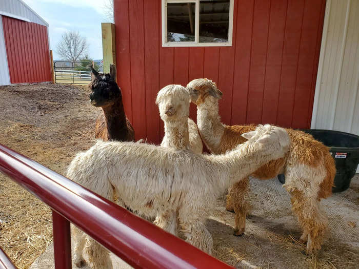 We made it! The alpacas seemed happy to see me.