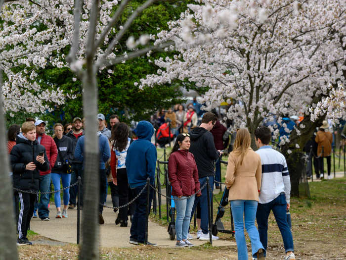 Thousands of cherry blossom sightseers walked around the Tidal Basin in Washington, D.C. on March 21. On March 22, DC closed down streets and traffic circles near the basin in an effort to limit the number of visitors.