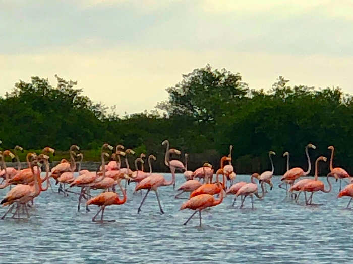 We saw at least 20 species of birds, including herons, pelicans, and osprey, and we were fortunate enough to witness a flyover of approximately 1,500 flamingos.