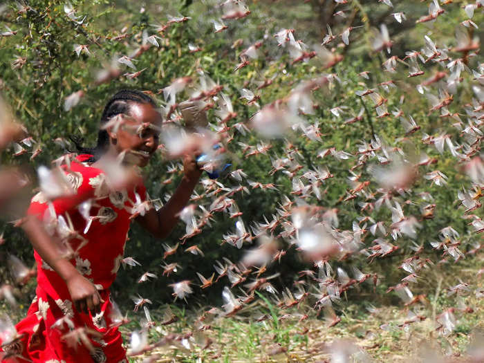 A deadly locust plague in Africa rages on, threatening millions with food scarcity.