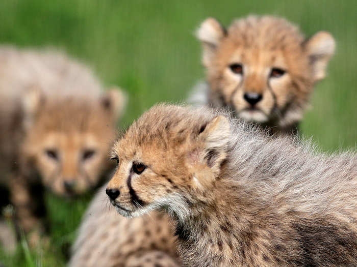 Museums and zoos are also providing free educational content. The Smithsonian Institute is offering live video streams of the National Zoo, where four cheetah cubs were just born.