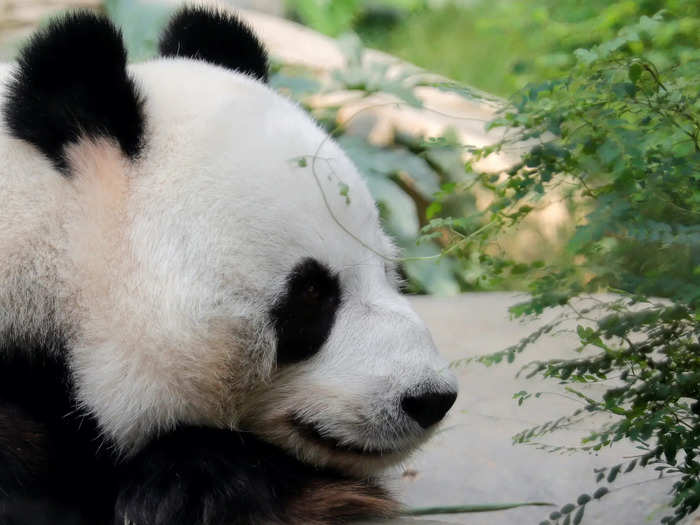 Two adorable Hong Kong Zoo pandas mated for the first time in over a decade, marking an important moment for their species.