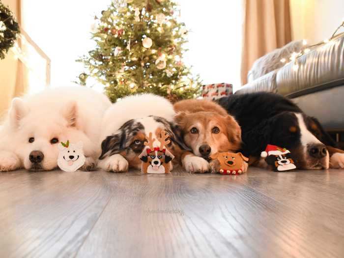 Each dog has its own unique personality. Zero likes to "sing" when he hears songs she played him as a baby.