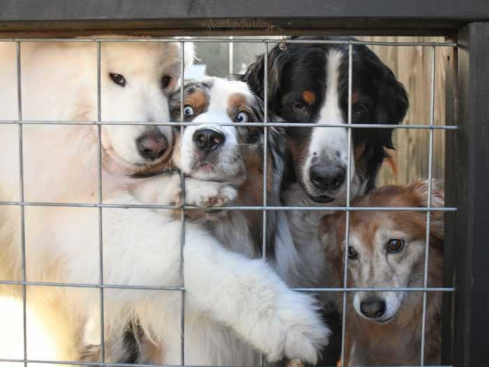 Arbor, pictured below second to right, has a lot of anxieties, but Griffin loves seeing him conquer his fears.