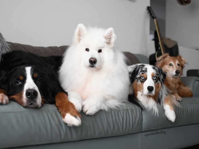 Harvest, pictured below second to right, is the youngest and the most spoiled.