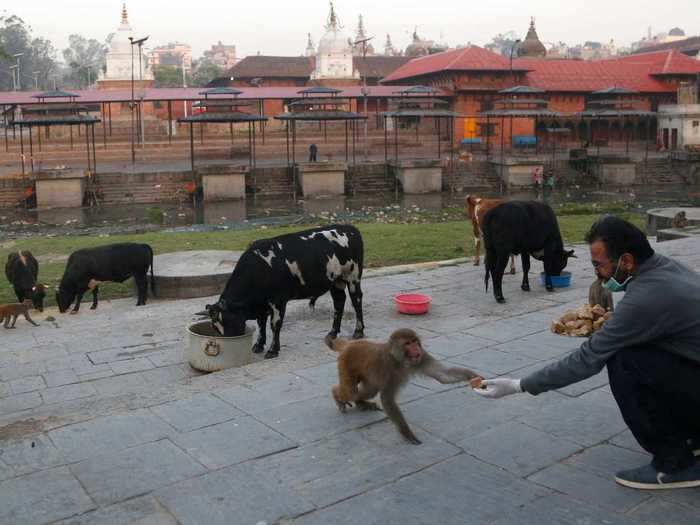 Devotees normally feed cows that typically line up the path that leads to the temple and along the bank of the Bagmati River. The cows are considered sacred by Hindus.