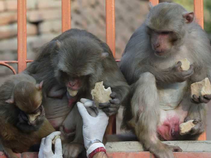 Monkeys are also thought to be descendants of the Hindu god Hanuman and tend to roam freely around the forested area near the shrine.