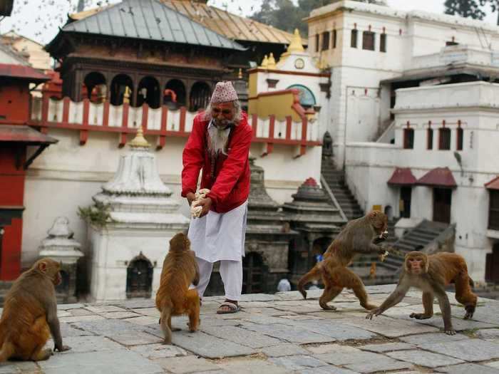 Volunteers directly feed the monkeys while wearing gloves and masks.