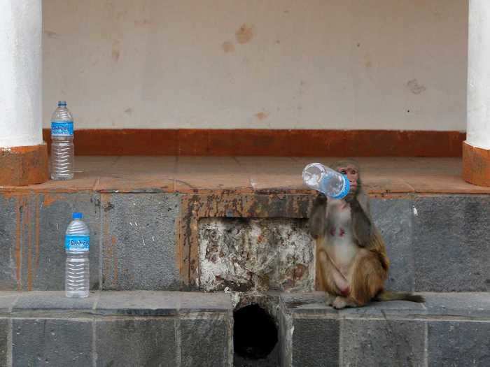 One volunteer told the AP that the monkeys have not attacked any of them.