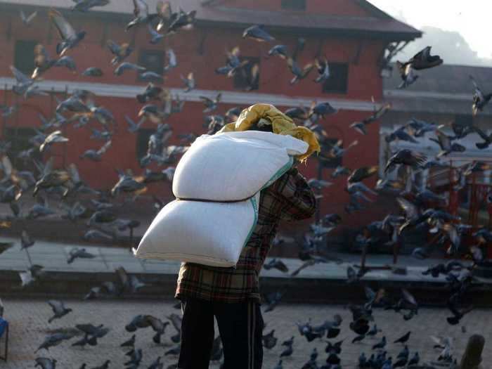 Pigeons have dry corn spread out for them on the banks of the river.