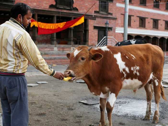 Cows get fed grain that