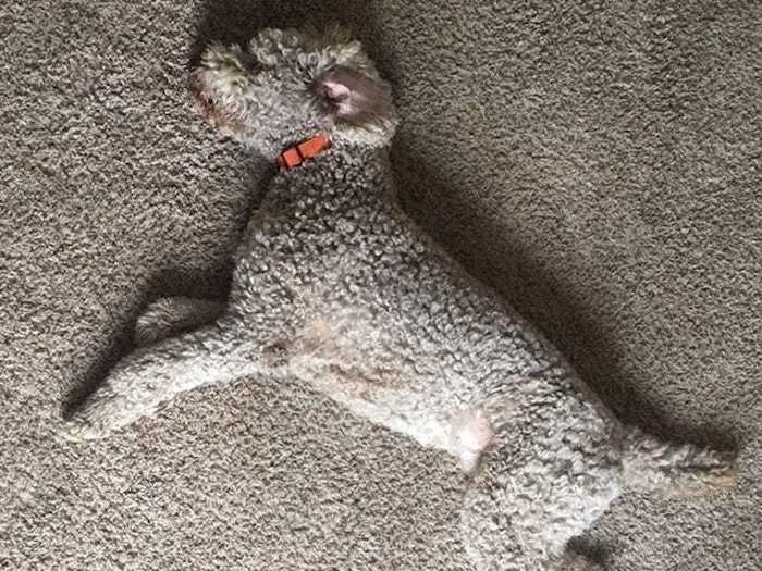 This dog blends in perfectly with this carpet.