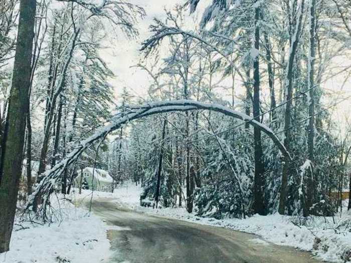 This tree could not have fallen in a more convenient way.