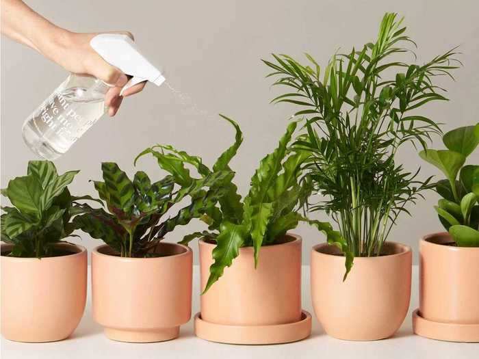 A pet-friendly plant subscription