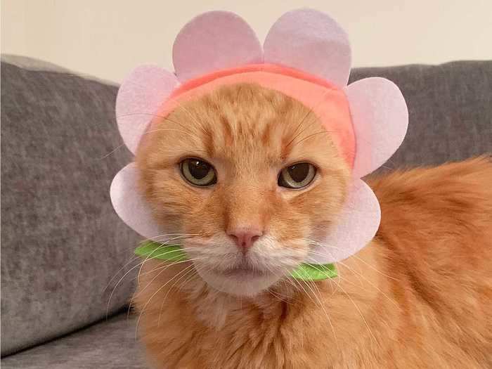 A floral cat cap