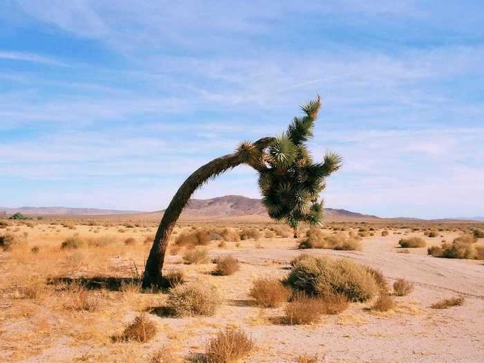 Photographer Zach Bradley has been shooting the Mojave Desert exclusively for 16 years. "There