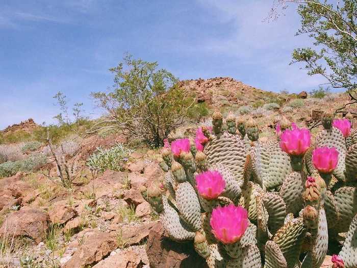 Bradley says every time he goes out to shoot, something new will catch his eye, be it a coyote skull or a pop of wildflowers. But it