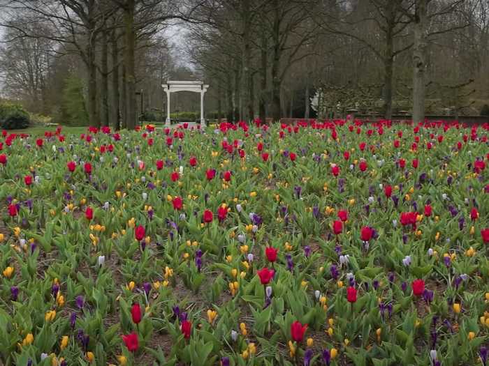 Siemerink shared his favorite place in Keukenhof — the flower hill covered in 60,000 bulbs.