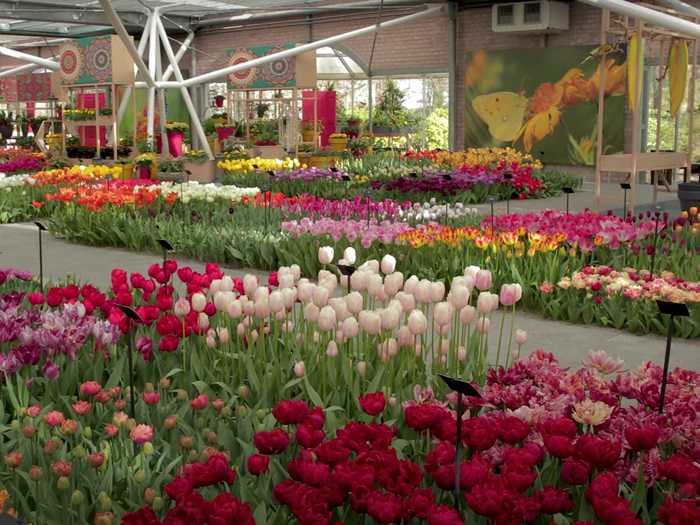 In another video, I got a sweeping view of 500 species of tulips in the Willem-Alexander Pavilion.