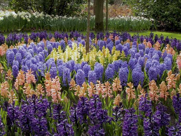 Though Holland is famous for its tulips, Keukenhof