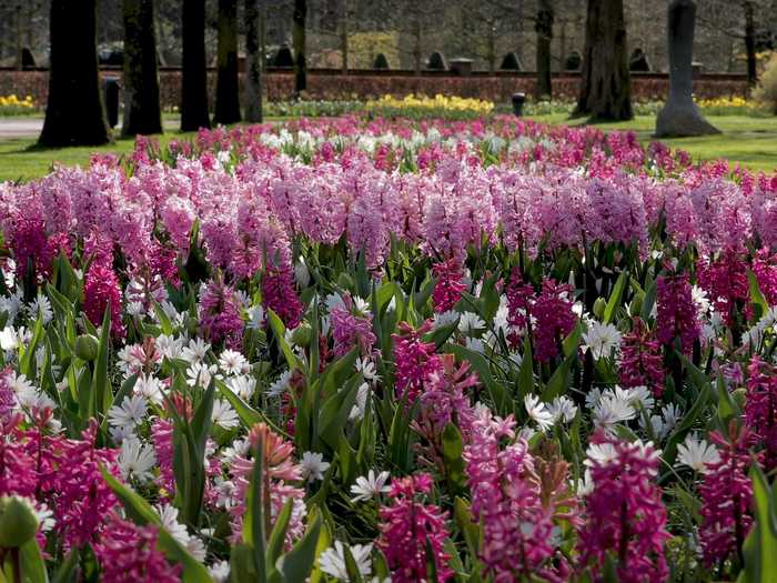 White hyacinths are called Carnegies, and pink ones are called Pink Pearls.