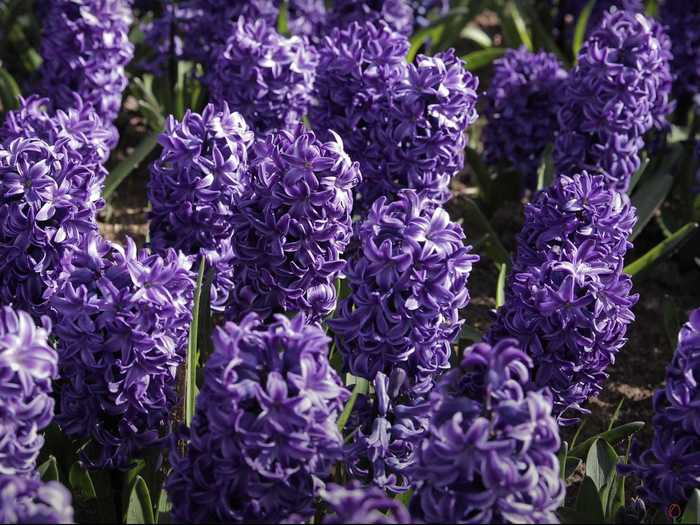 Each hyacinth flower is comprised of 60 compact blossoms.