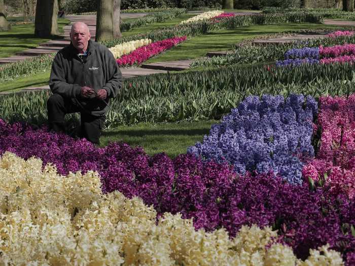 Owen, a Keukenhof gardener, showed how staff pin the flower clusters up with sticks to prevent them from drooping.