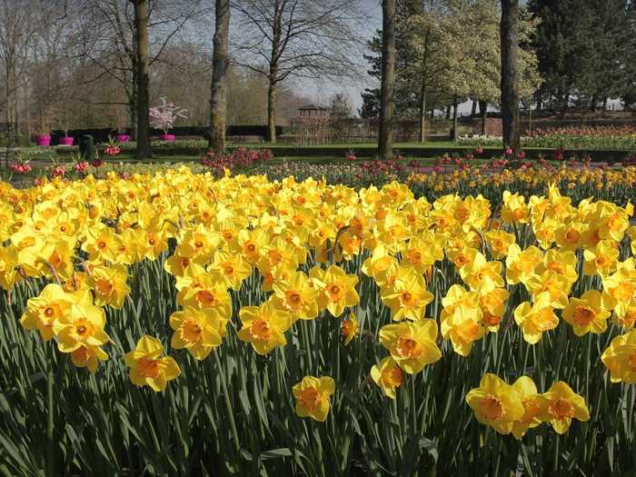 Daffodils grow all over the park, their petals turning to face the sun.