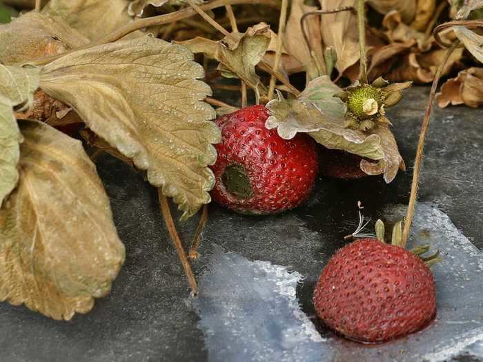 So with demand down, farmers faced an unenviable problem: what to do with their fresh goods? A decision had to be made quickly, as fruit and vegetables need to get from the fields to the consumer quickly, or not at all. Unfortunately, for many farmers sacrificing their produce was the only option.