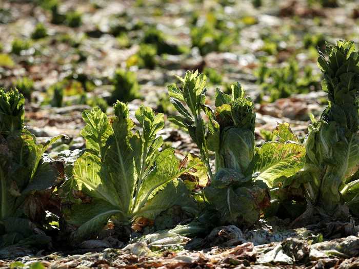 A farmer named Paul Allen in Pahokee, Florida, told The Guardian he was plowing between five and six million pounds of green beans and cabbages back into his fields.