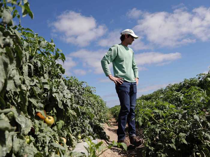 Elsewhere in Florida, tomatoes were being sacrificed. The DiMare tomato farm in Homestead, Florida, stretches over about 1,300 acres and provides restaurants with fresh tomatoes. But when the restaurants closed, the farm no longer had any buyers.