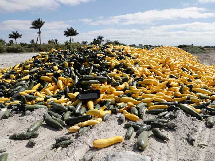 While farmers have managed to donate some of their produce to charities and food banks, the short shelf-life is a problem, as well as finding enough space to store all of the produce. It