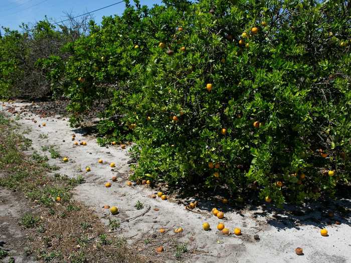 Here, oranges lie rotting on the ground beneath trees in Lake Wales, Florida, due to a lack of workers.