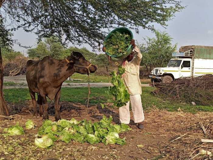 Farmer Ajay Jadhav told Reuters he had no choice but to make manure out of the basil, iceberg lettuce, and bok-choy he grows. Usually, restaurants buy his goods, but he said his peers didn