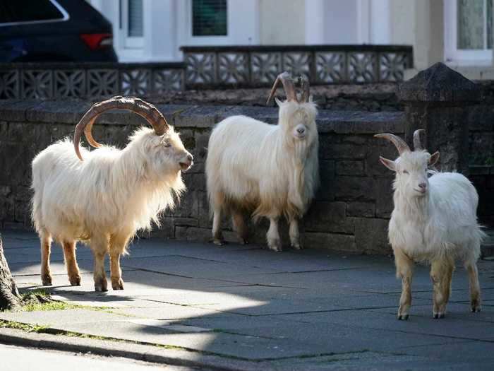 Wild mountain goats returned to the small town of Llandudno, Wales.