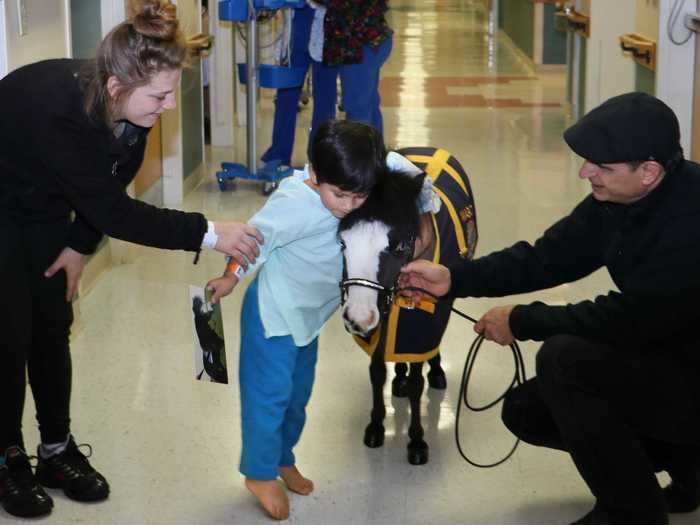 Miniature horses can be therapy animals and they are a fun surprise for people in need, said Debbie Garcia of Gentle Carousel Miniature Therapy Horses.