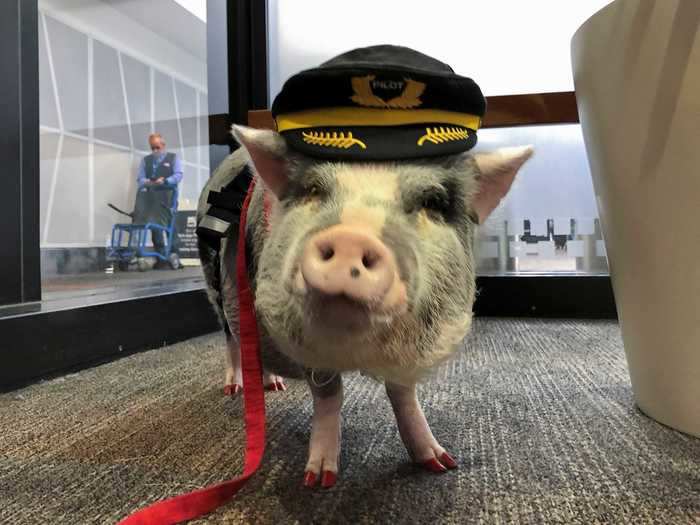 LiLou the Pig, pictured below, became famous after appearing in airports as a therapy animal.