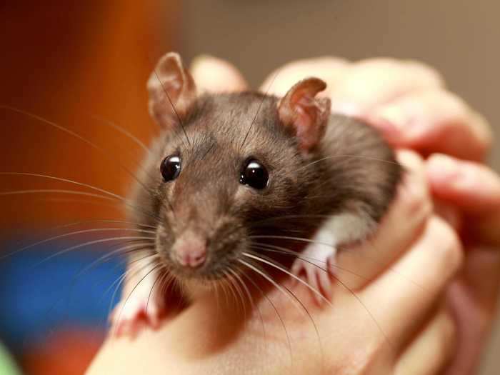 Rats can also be therapy animals. Abby Chesnut owns a therapy rat and runs a blog called Healing Whiskers, where she shares information about their benefits.