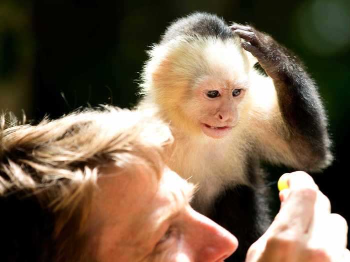 Capuchin monkeys can be emotional support animals and can also assist people with mobility impairments.