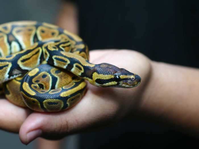 Snakes can be emotional support animals for those with allergies, since they do not produce dander.