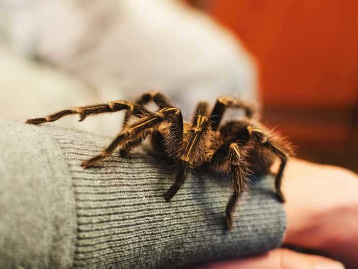 Though some may be scared of tarantulas, they can be a low-maintenance support animal.
