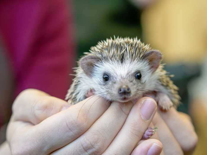 The emotional support hedgehogs from Heavenly Hedgies offer security for their human companions.