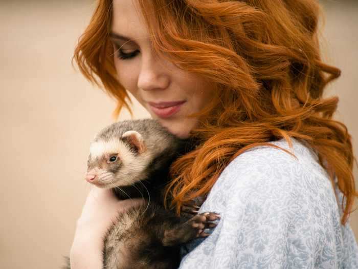 Ferrets can also be emotional support animals.