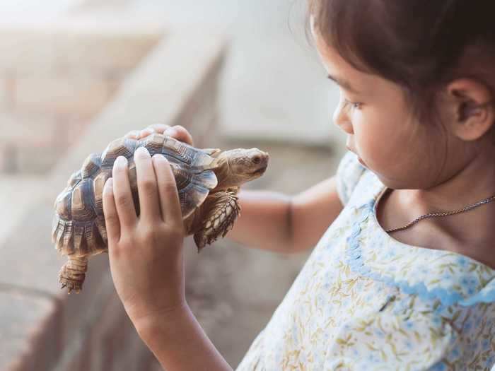 Turtles, like snakes, are also low-maintenance emotional support animals and are hypoallergenic.