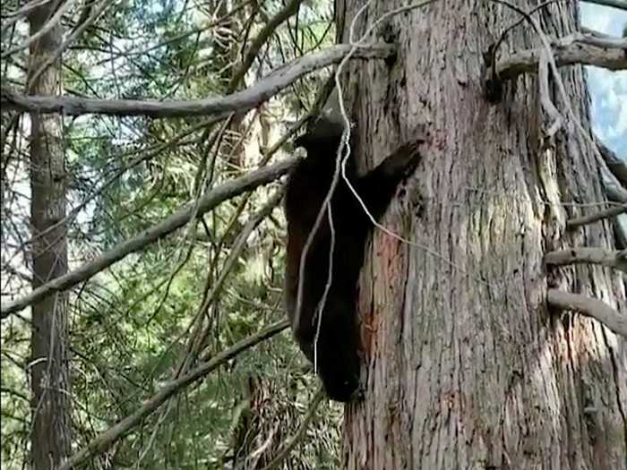 Black bears in particular have made more appearances than usual, with one ranger saying she thinks the bears are "having a party" since the park closed down.