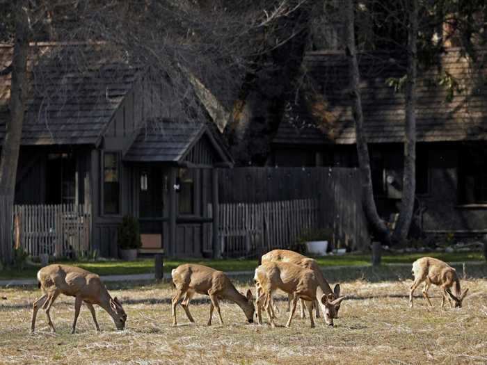 Yosemite National Park is usually teeming with tourists at this time of year, and many animals never emerge because there can "literally be walls of cars, stop-and-go traffic or people in the park," the ranger said.